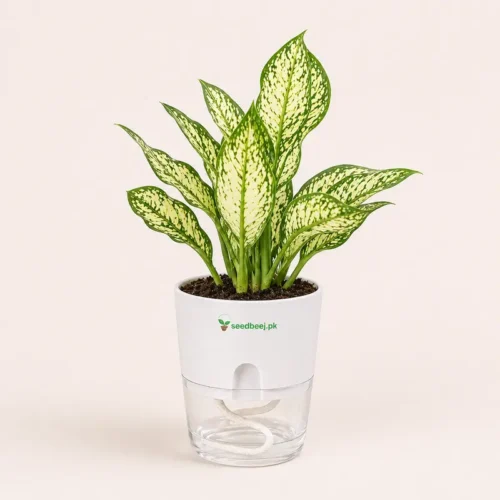 Buy Snow White Aglaonema indoor plant In Pakistan