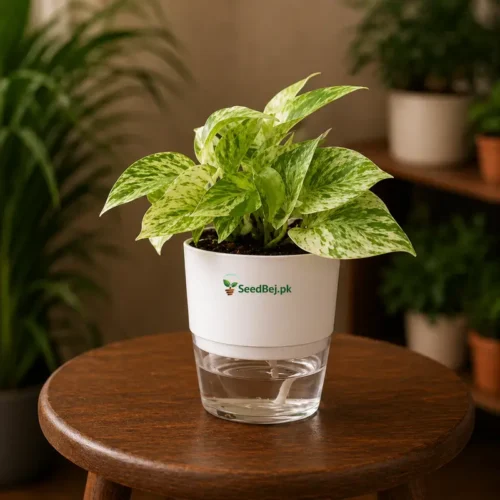 Marvel Queen Money Plant in Self Watering Pot in Pakistan