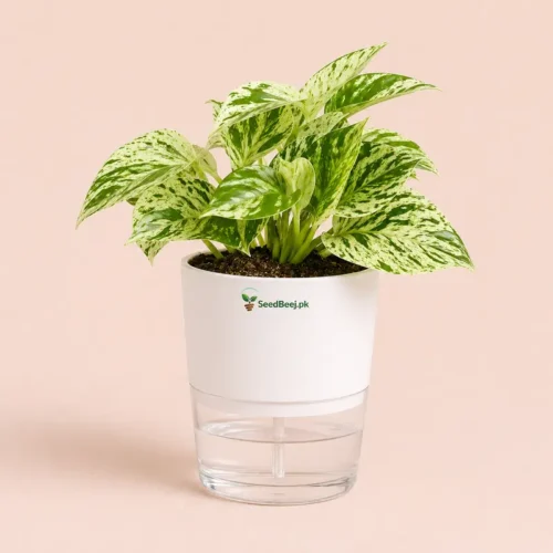 Marble Queen pothos money plant in white self watering planter decorative indoor plant