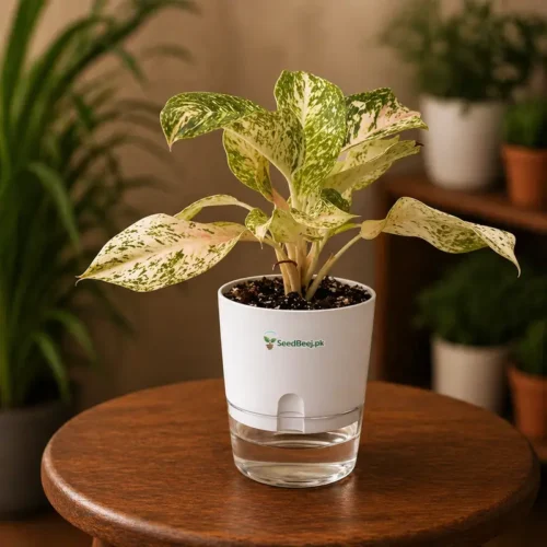 Aglaonema White Joy white variegated Chinese evergreen in self watering pot planted in cocopeat soil