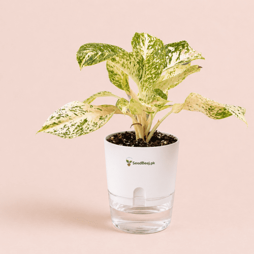 White Joy Chinese evergreen in white self watering planter cocopeat soil decorative indoor houseplant