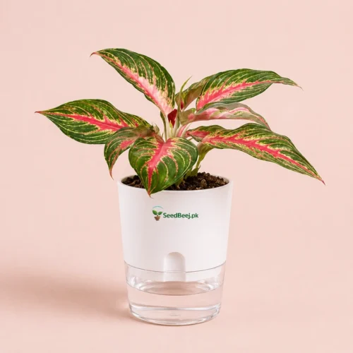 Aglaonema Siam Aurora red Chinese evergreen in self watering pot with cocopeat soil indoor plant Pakistan
