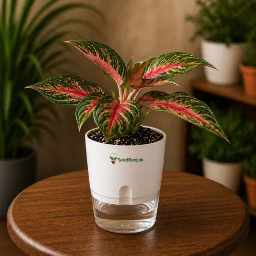 Aglaonema Siam Aurora red Chinese evergreen in self watering pot planted in cocopeat soil