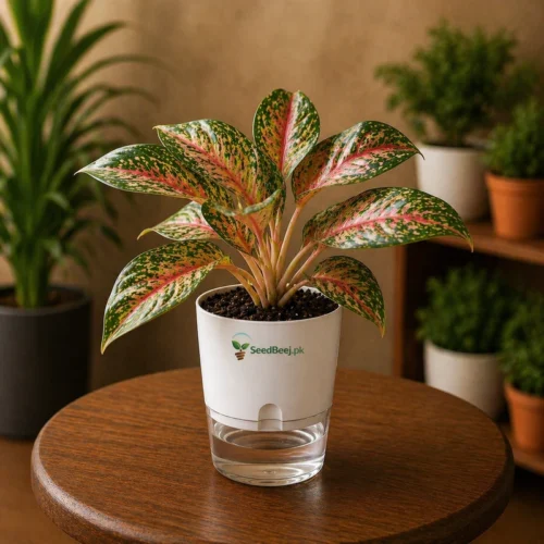 Aglaonema Pink Dalmatian variegated plant in self watering pot planted in cocopeat soil