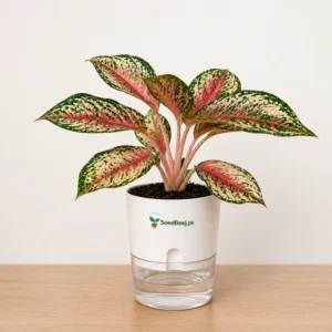 Aglaonema Siam Aurora red Chinese evergreen