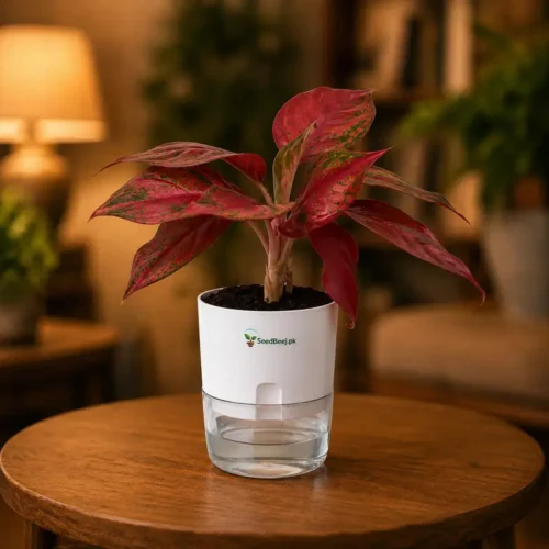 Aglaonema Red Anjamani deep red Chinese evergreen in self watering pot planted in cocopeat soil