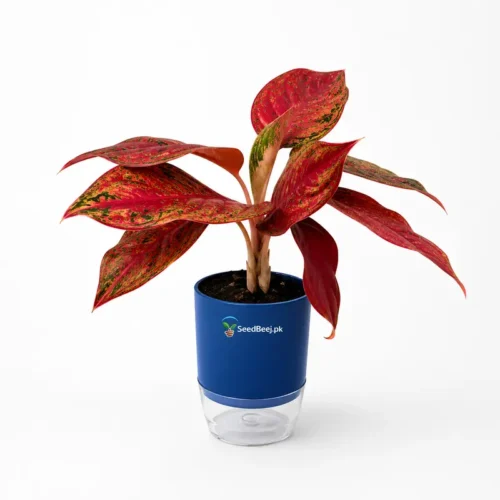 Red Anjamani Aglaonema in self watering pot decorative plant