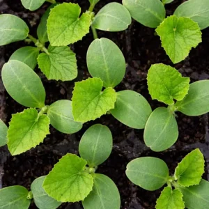Bottle Gourd Seedling in Pakistan