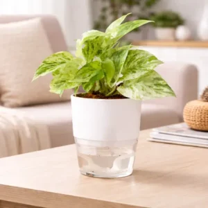 Marvel Queen Money Plant in Self Watering Pot in Pakistan Marvel Queen Money Plant in Self Watering Pot in Pakistan