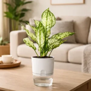 Aglaonema Snow White Chinese evergreen in self watering pot planted in cocopeat soil Aglaonema Snow White Chinese evergreen in self watering pot planted in cocopeat soil