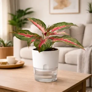 Aglaonema Siam Aurora red Chinese evergreen in self watering pot planted in cocopeat soil Aglaonema Siam Aurora red Chinese evergreen in self watering pot planted in cocopeat soil