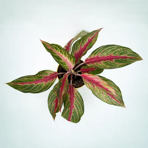 Aglaonema Siam Aurora red in Pakistan Aglaonema Siam Aurora red in Pakistan