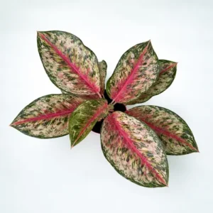 Aglaonema Pink Dalmatian variegated plant in self watering pot planted in cocopeat soil in Pakistan Aglaonema Pink Dalmatian variegated plant in self watering pot planted in cocopeat soil in Pakistan
