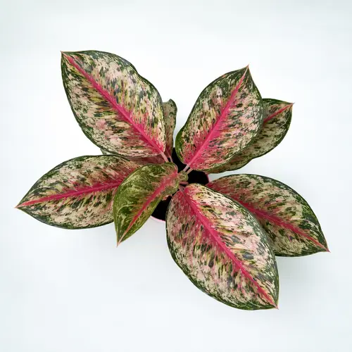 Aglaonema Pink Dalmatian variegated plant in self watering pot planted in cocopeat soil in Pakistan Aglaonema Pink Dalmatian variegated plant in self watering pot planted in cocopeat soil in Pakistan