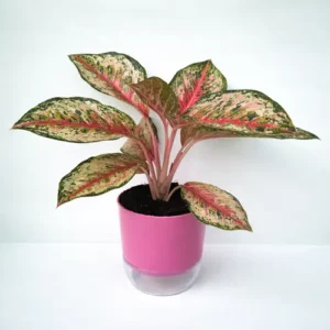 Aglaonema Pink Dalmatian Aglaonema Pink Dalmatian