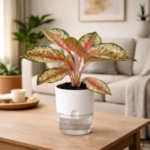 Aglaonema Pink Dalmatian variegated plant in self watering pot planted in cocopeat soil Aglaonema Pink Dalmatian variegated plant in self watering pot planted in cocopeat soil