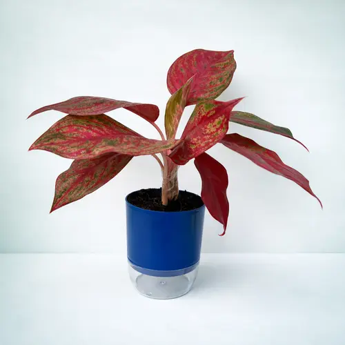 Aglaonema Red Anjamani deep red Chinese evergreen in self watering pot planted in Pakistan