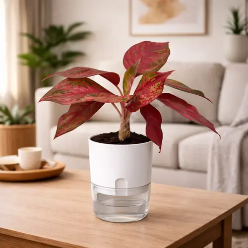 Aglaonema Red Anjamani deep red Chinese evergreen in self watering pot planted in cocopeat soil