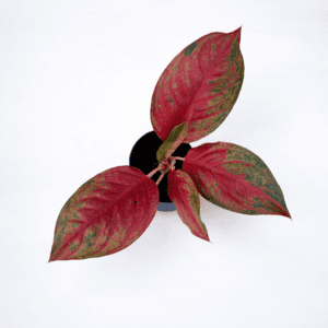 Aglaonema Red Anjamani deep red Aglaonema Red Anjamani deep red