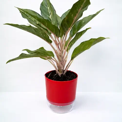 Aglaonema Silver Bay Chinese evergreen in self watering pot planted in cocopeat soil in Pakistan