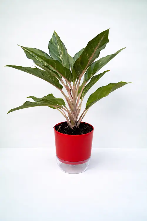 Aglaonema Silver Bay Chinese evergreen in self watering pot planted in cocopeat soil in Pakistan Aglaonema Silver Bay Chinese evergreen in self watering pot planted in cocopeat soil in Pakistan