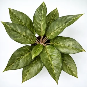Aglaonema Silver Bay Chinese evergreen Aglaonema Silver Bay Chinese evergreen