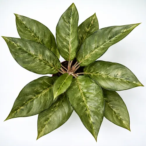 Aglaonema Silver Bay Chinese evergreen Aglaonema Silver Bay Chinese evergreen