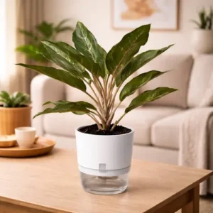 Aglaonema Silver Bay Chinese evergreen in self watering pot planted in cocopeat soil Aglaonema Silver Bay Chinese evergreen in self watering pot planted in cocopeat soil