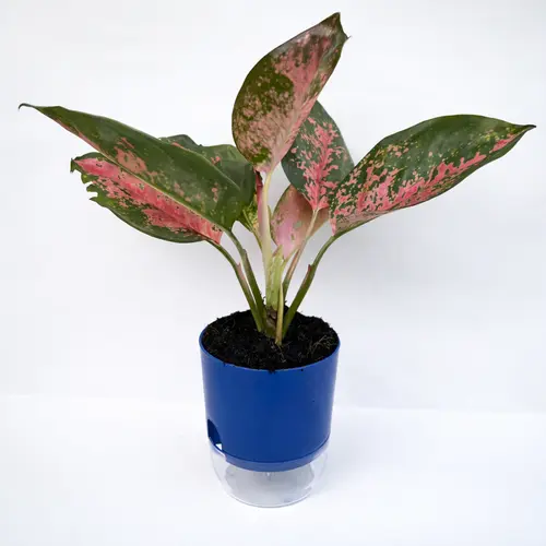 Aglaonema Pink Splash variegated Chinese evergreen in self watering pot planted in cocopeat soil in Pakistan