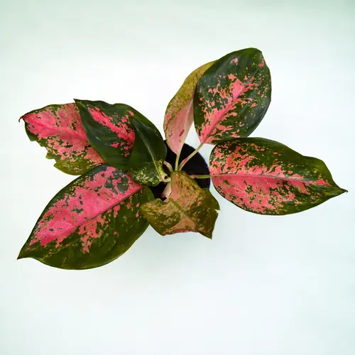 Aglaonema Pink Splash variegated Chinese evergreen Aglaonema Pink Splash variegated Chinese evergreen