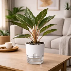 Aglaonema Emerald Beauty green silver Chinese evergreen in self watering pot planted in cocopeat soil Aglaonema Emerald Beauty green silver Chinese evergreen in self watering pot planted in cocopeat soil