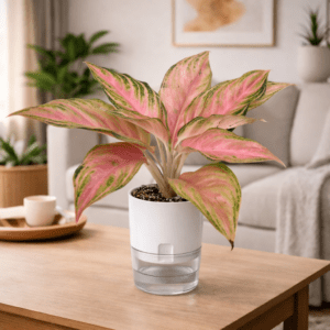 Aglaonema Lady Valentine pink Chinese evergreen in self watering pot planted in cocopeat soil Aglaonema Lady Valentine pink Chinese evergreen in self watering pot planted in cocopeat soil