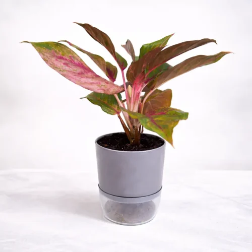 Aglaonema Red Lipstick Chinese evergreen with red midrib in self watering pot planted in cocopeat soil in Pakistan