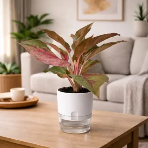 Aglaonema Red Lipstick Chinese evergreen with red midrib in self watering pot planted in cocopeat soil