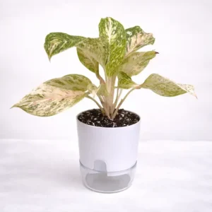Aglaonema White Joy white variegated Chinese evergreen in self watering pot planted in cocopeat soil in Pakistan