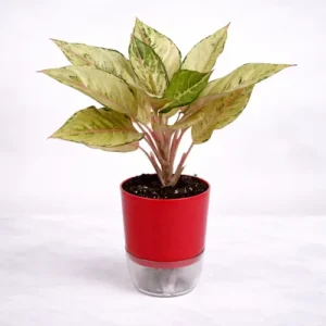 Aglaonema White Joy white variegated Chinese evergreen in self watering pot planted in cocopeat soil in Pakistan