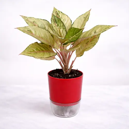 Aglaonema White Joy white variegated Chinese evergreen in self watering pot planted in cocopeat soil in Pakistan