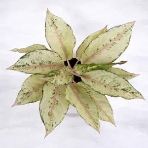 Aglaonema White Joy white variegated Chinese evergreen
