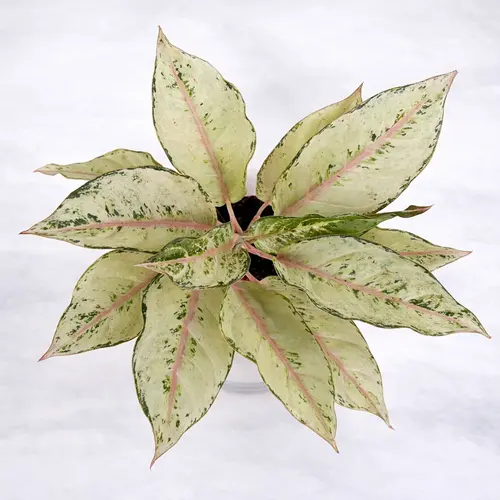 Aglaonema White Joy white variegated Chinese evergreen