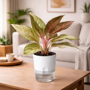 Aglaonema Golden Papaya yellow green Chinese evergreen in self watering pot planted in cocopeat soil