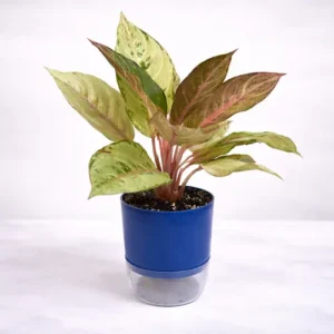 Aglaonema Golden Papaya yellow green Chinese evergreen in self watering pot planted in cocopeat soil in Pakistan