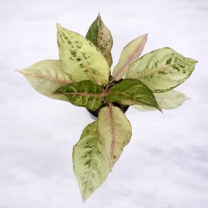 Aglaonema Golden Papaya yellow green Chinese evergreen