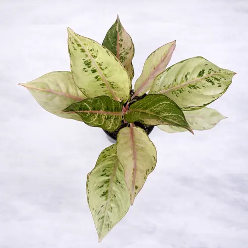 Aglaonema Golden Papaya yellow green Chinese evergreen
