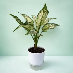 Aglaonema Snow White Chinese evergreen in Pakistan Aglaonema Snow White Chinese evergreen in Pakistan