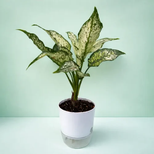 Aglaonema Snow White Chinese evergreen in Pakistan