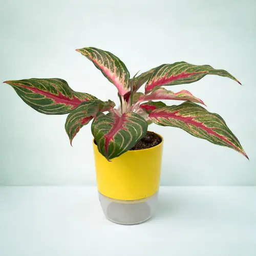 Aglaonema Siam Aurora red Chinese evergreen in self watering pot planted in cocopeat soil in Pakistan