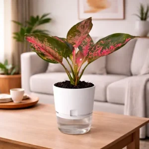 Aglaonema Pink Splash variegated Chinese evergreen in self watering pot planted in cocopeat soil Aglaonema Pink Splash variegated Chinese evergreen in self watering pot planted in cocopeat soil