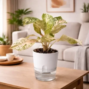 Aglaonema White Joy white variegated Chinese evergreen in self watering pot planted in cocopeat soil