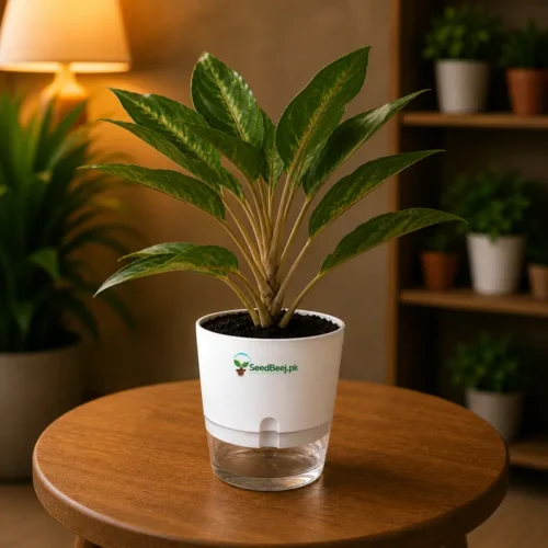 Aglaonema Silver Bay Chinese evergreen in self watering pot planted in cocopeat soil