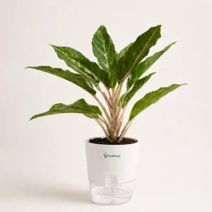 Aglaonema Silver Bay with self watering pot indoor plant Aglaonema Silver Bay with self watering pot indoor plant